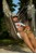 Amazonas - Brasil Hanging Chair - Mocca (AZ-2030270) thumbnail-3