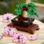 LEGO Creator Expert - Bonsai Baum (10281) thumbnail-4