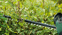 Bosch - Universal HedgeCut 18V 50cm Blade (Battery included) thumbnail-3