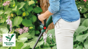 Bosch - AKKU Trimmer - Easy 23CM 18V 2,0AH ( Battery & Charger Included ) thumbnail-8