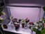Ledvance - Indoor Linear Grow Light - Indoor Garden Light 30cm thumbnail-5