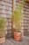 OYOY Living - Awa Pot Terracotta - Small (L300480) thumbnail-4