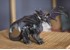 Schleich - Eldrador Creatures - Shadow Dragon (70152) thumbnail-3