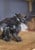 Schleich - Eldrador Creatures - Shadow Dragon (70152) thumbnail-4