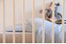 omhu - Percale Junior sengetøj 100x140 - Lyseblå thumbnail-2