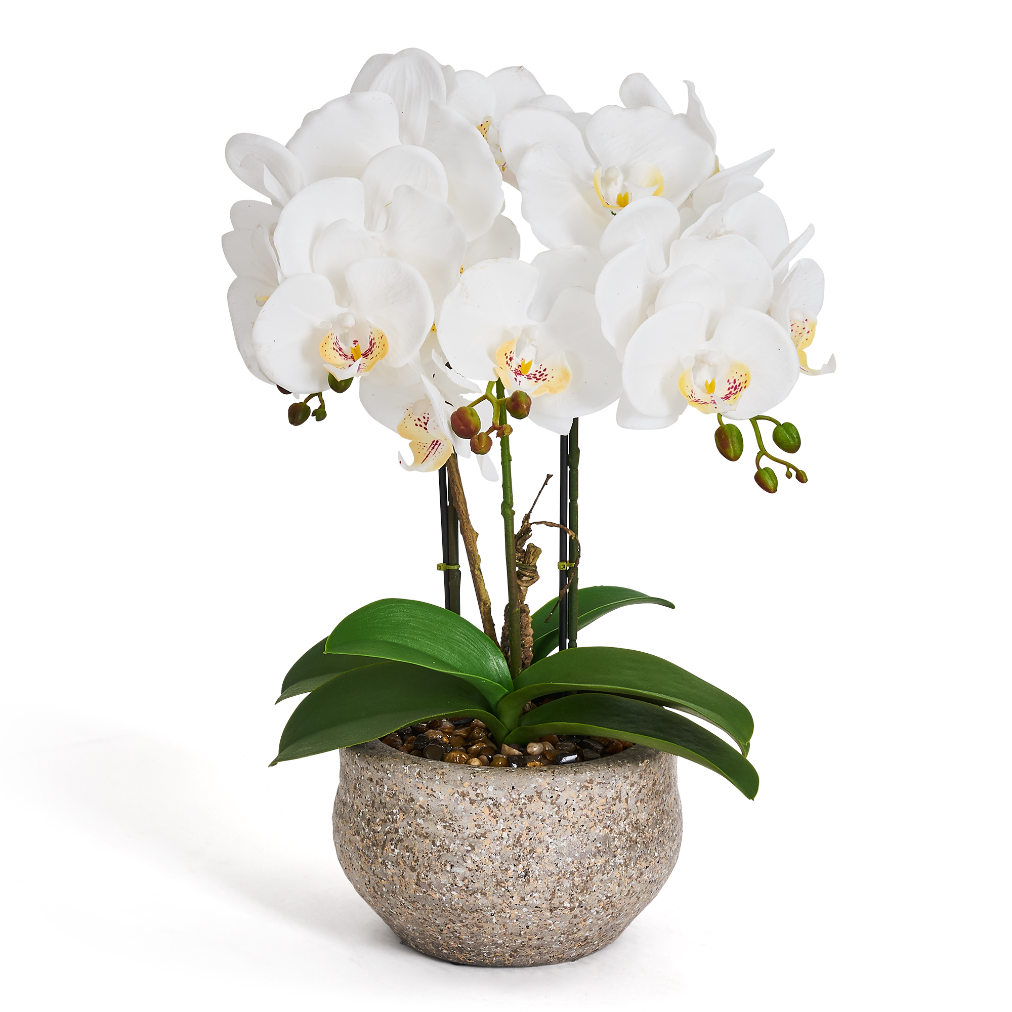 Evergreen - Orchid 42 cm - White