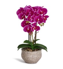 Evergreen - Orchid 42 cm - Dark purple