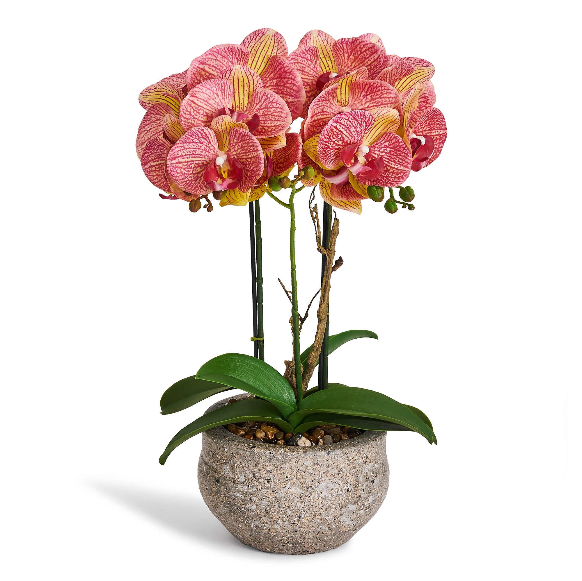 Evergreen - Orchid 42 cm - Yellow/Red