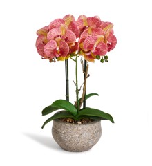 Evergreen - Orchid 42 cm - Yellow/Red