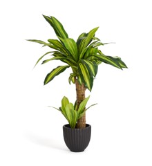 Evergreen - Dracena Happy Plant 75 cm