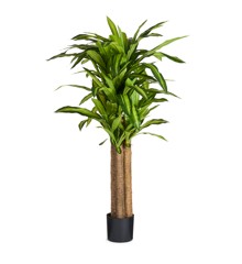 Evergreen - Dracena Happy Plant 150 cm