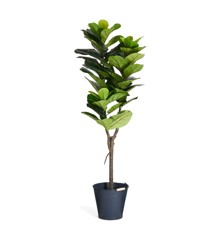 Evergreen - Fiddle Leaf Tree 90 cm