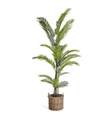 Evergreen - Palm Tree 220 cm