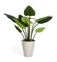 Evergreen - Philodendron 125 cm