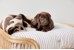 OYOY ZOO - Otto Dog Bed - Medium (Z60075) thumbnail-3
