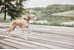 OYOY ZOO - Robin Dog Collar Large - Choko (Z60029) thumbnail-6