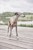 OYOY ZOO - Robin Dog Collar Large - Nature (Z60030) thumbnail-4