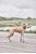 OYOY ZOO - Robin Dog Collar Small - Choko (Z60025) thumbnail-4