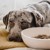 District70 -  BAMBOO Dog Bowl Large Merengue - (871720261405) thumbnail-2