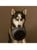 District 70 - BAMBOO Dog Bowl Medium Dark Grey - (871720261396) thumbnail-2