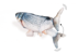 Flamingo - Cat toy, Flounder electric fish, grey - (540058517704) thumbnail-2