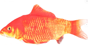 Flamingo - Cat toy, Flounder electric fish, orange - (540058517707) thumbnail-1