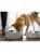 Be One Breed - Food & Water Bowl - 1400ml - Concrete (66257821192) thumbnail-2
