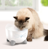 Catit - Cat Fountain Pixi 2.5L White - (785.0480) thumbnail-2