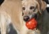 Jolly Pets- Jumper Ball Orange 10cm - (JOLL080N) thumbnail-3