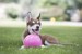 Jolly Pets - Ball Bounce-n Play 20cm Pink (Bubble Gum Smell) - (JOLL068M) thumbnail-3