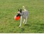 Jolly Pets - Ball Bounce-n Play 15cm Orange Vanilje Duft thumbnail-3