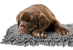 Ozami - Dirtcatcher Hundetæppe 73x60CM Grå Microfiber thumbnail-2