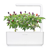 Click and Grow -  Smart Garden Refill 3-pack - Purple Chili Pepper (SGR46X3) thumbnail-3