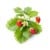 Click and Grow - Smart Garden Refill 3-pack - Wild Strawberry (SGR24X3) thumbnail-1