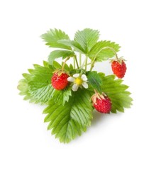 Click and Grow - Smart Garden Refill 3-pack - Wild Strawberry (SGR24X3)