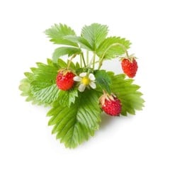 Click and Grow - Smart Garden Refill 3-pack - Wild Strawberry (SGR24X3)