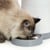 CATIT - PIXI Smart Feeder for pets  - (785.0332) thumbnail-4