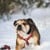 Confetti Dogs - Dog Harness Hearts Size S 26-42 cm - (PHU2339S) thumbnail-3