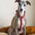 Confetti Dogs - Dog Harness Hearts Size S 26-42 cm - (PHU2339S) thumbnail-5