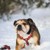 Confetti Dogs - Dog Harness Hearts Size M 37-59 cm - (PHU2340S) thumbnail-2