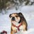 Confetti Dogs - Dog Harness Sheeps Size L 48-77 cm - (PHU2341S) thumbnail-5