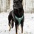 Confetti Dogs - Hundesele Step In Prikket Str. M 35-43 cm thumbnail-2