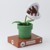 Mini Piranha Plant Posable Lamp thumbnail-2