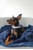 Confetti Dogs - Dog Collar Avocado Size S 25-38 cm - (PHA0870S) thumbnail-2