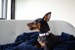 Confetti Dogs - Dog Collar Avocado Size S 25-38 cm - (PHA0870S) thumbnail-4