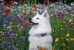 Confetti Dogs - Dog Collar Avocado Size S 25-38 cm - (PHA0870S) thumbnail-5