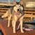 Confetti Dogs - Dog Lead Avocado - (PSN0875S) thumbnail-2