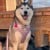 Confetti Dogs - Dog Lead Avocado - (PSN0875S) thumbnail-3