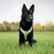 Confetti Dogs - Dog Harness Lemons Size S 27-32 cm - (PSE0727S) thumbnail-3
