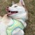 Confetti Dogs - Dog Harness Lemons Size S 27-32 cm - (PSE0727S) thumbnail-4